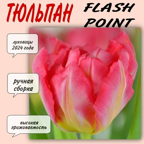 Луковицы тюльпана, сорт Flash Point, 7 шт луковицы тюльпанов auckland 10 штук