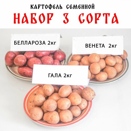 Семенной картофель, набор 3 сорта: Венета, Беллароза, Гала