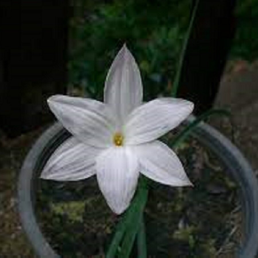 Зефирантес Друммонда (Zephyranthes DRUMMONDII) семена