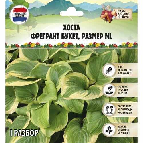 Хоста Fragrant Bouquet, р-р I, размер ML,1 шт, Весна 2024 хоста fragrant dream ml