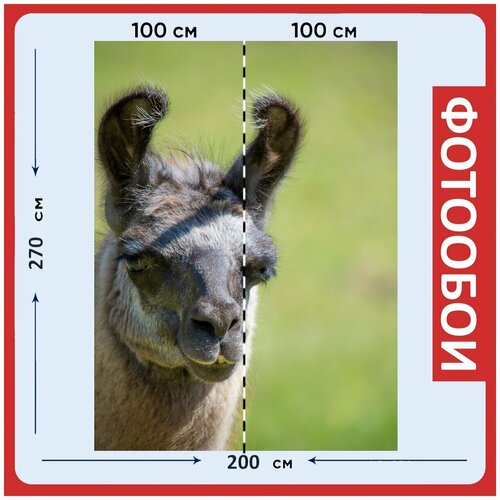 Фотообои Лама ламы голове коричневый ламы 200x270 см флизелиновыена стену 2960₽