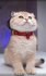 Безопасный ошейник Japan Premium Pet для котят с сердечками, крас...