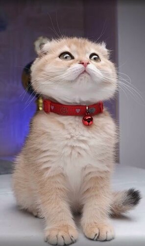 Изображение товара Безопасный ошейник Japan Premium Pet для котят с сердечками, красный