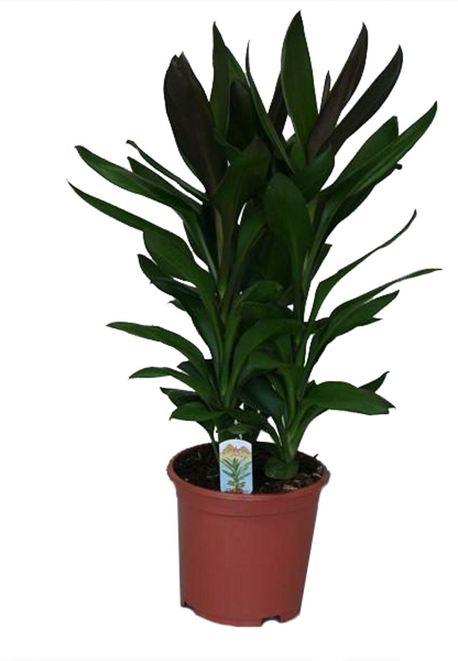 Кордилина Глаука - Cordyline Glauca D19 H65