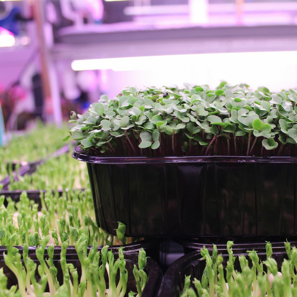 Семена микрозелени Капуста Ильинские проростки 100г