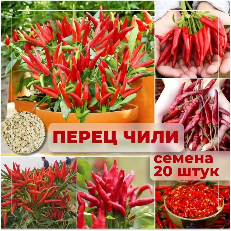ПЕРЕЦ красный острый Перец Чили для дома балкона и сада семена 20 штук
