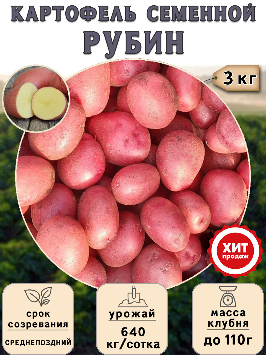 Клубни картофеля на посадку Рубин (суперэлита) 3 кг Среднепоздний