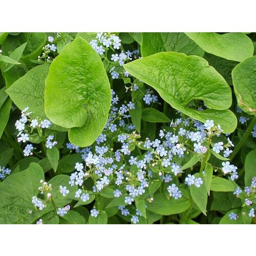 Бруннера крупнолистная