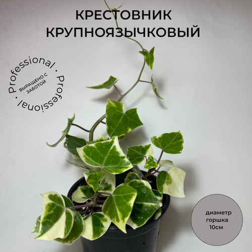 Крестовник Senecio macroglossus в цветочном горшке диаметром 10 см