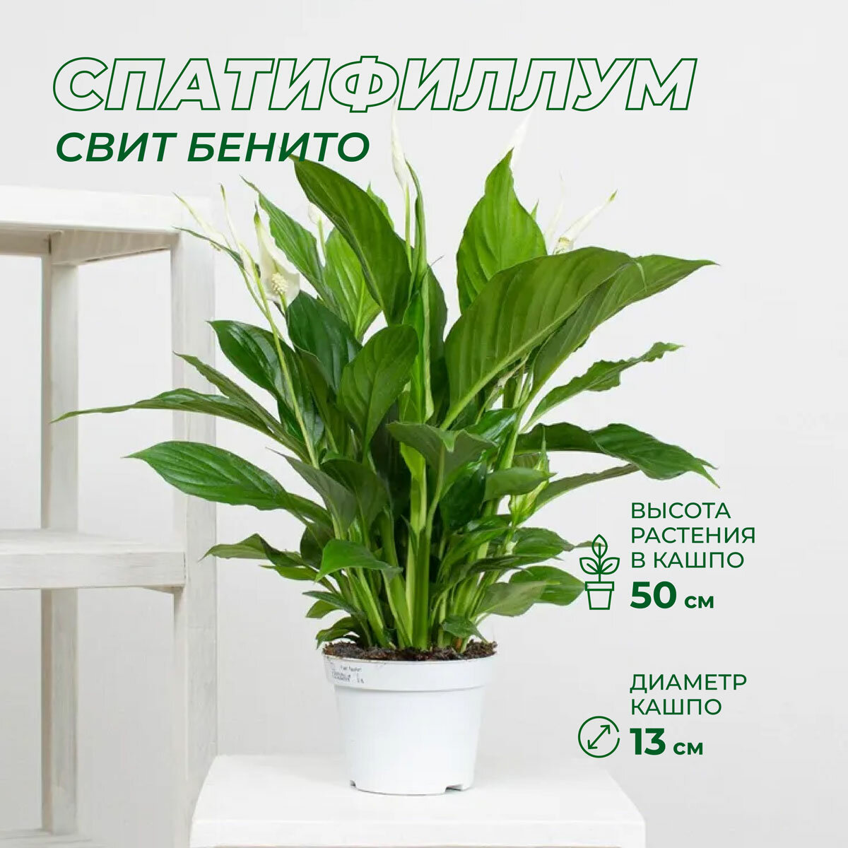 Спатифиллум свит бенито 13 40