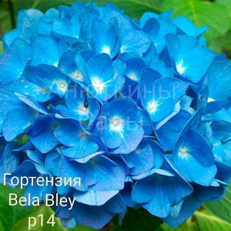 Bela Blue крупнолистная гортензия ( горшок р14 8/9 веток)