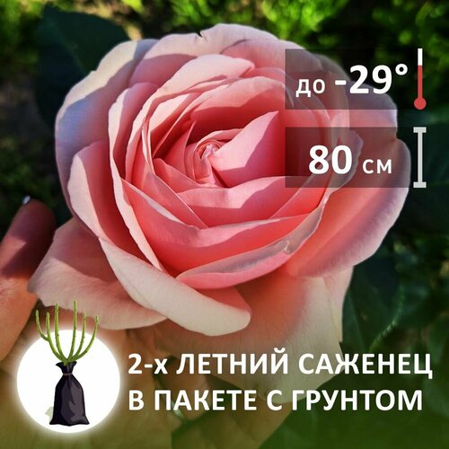 Саженцы роз Афродита комплект роз шраб искренний шарм саженцы