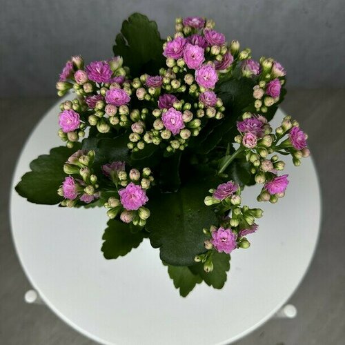 Каланхоэ, комнатное растение живое, цветок в горшке, высота 25 см, дм 10 Flawery