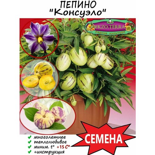 Семена Пепино 