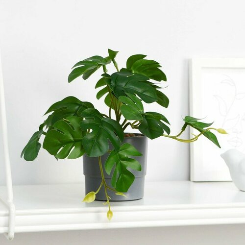 Бонсай в горшке Монстера мини галант 75х16 см 633₽