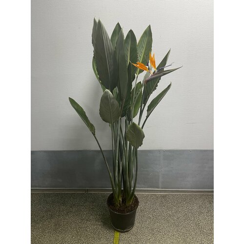 Стрелиция цветущая 