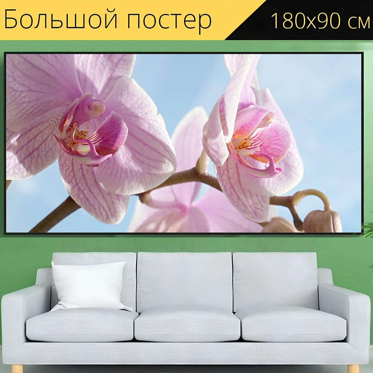 Большой постер "Орхидея, розовый, цвести" 180 x 90 см. для интерьера