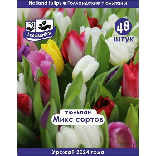 Тюльпан Луковица, Микс сортов, 48шт sta луковица тюльпан gold fever x5