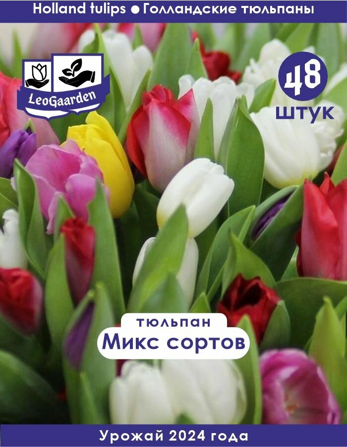 Тюльпан Луковица, Микс сортов, 48шт