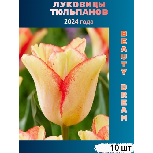 Луковицы тюльпана Beauty dream (10 шт)
