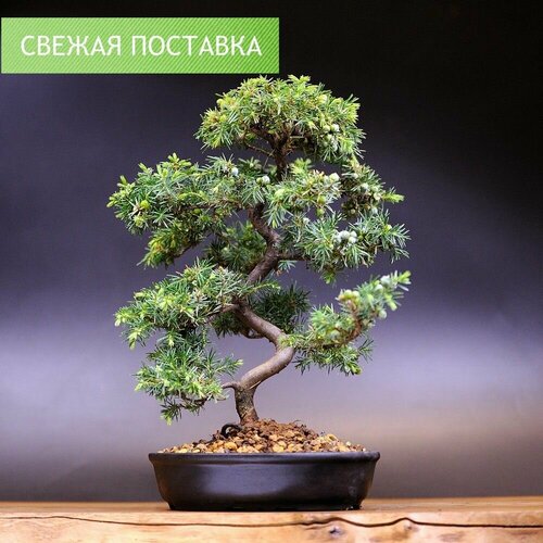 Бонсай Можжевельник Rigida, 35см, 22 года