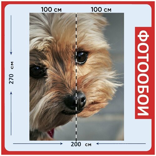 Фотообои Коричневый собака собака чистопородная собака 200x270 см флизелиновыена стену 2980₽