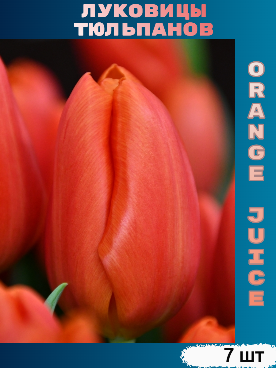 Луковицы тюльпана Orange Juice (7 шт)
