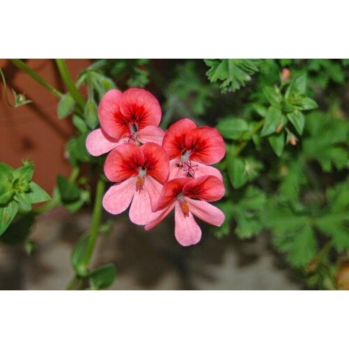 Семена Пеларгония королевская Ангел Айз Оранж 4 шт 1 упаковка