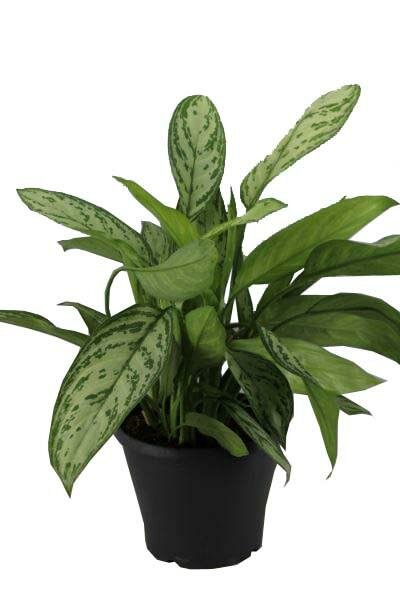 Аглаонема Сильвер Квин - Aglaonema Silver Queen D23 H60