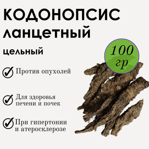 Изображение товара Кодонопсис ланцетный корень цельный Фито-Аптекарь, при заболеваниях печени и почек, сахарном диабете, отеках, 100 гр