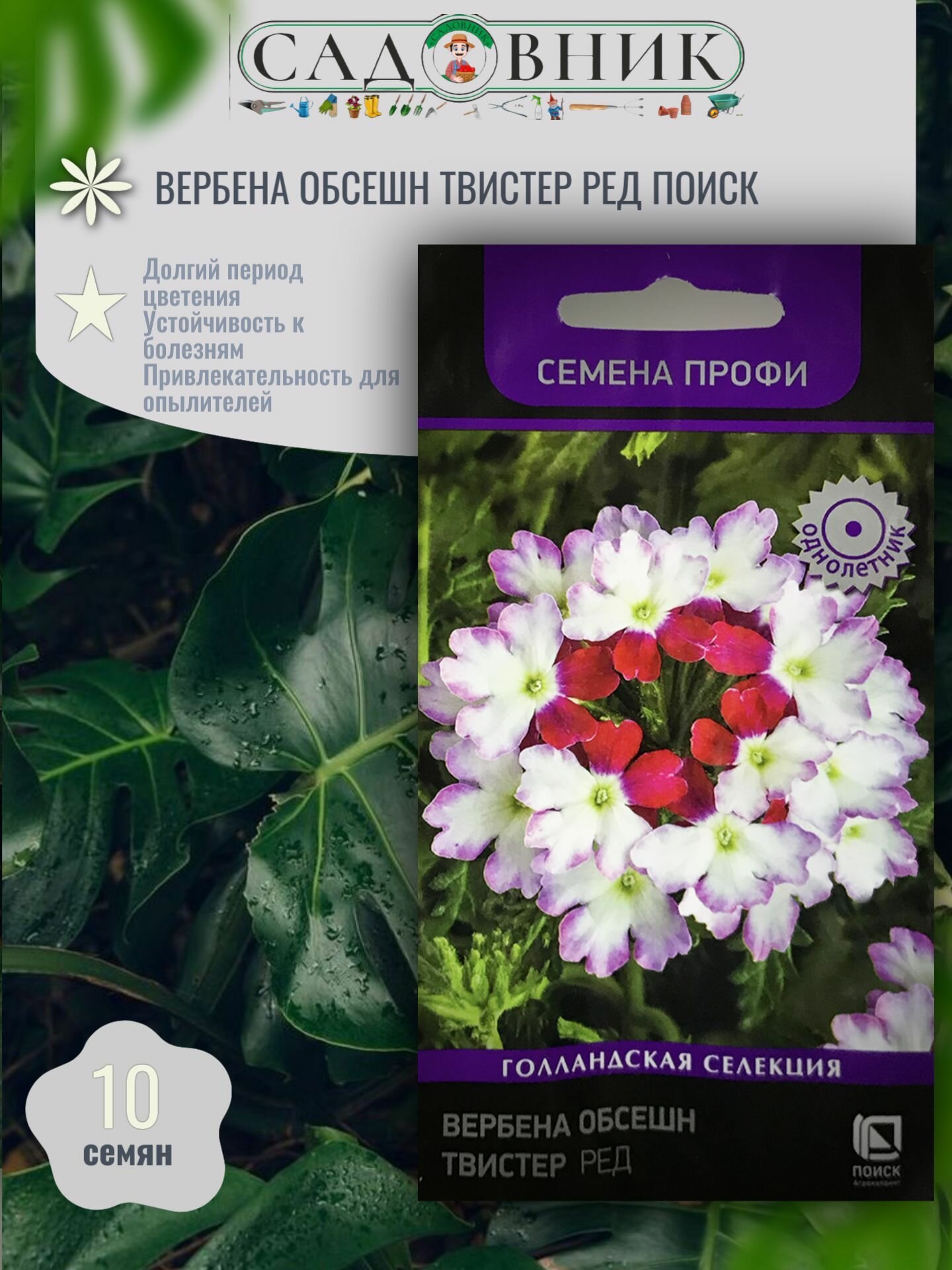 Вербена Обсешн Твистер Ред 10 семян / Поиск