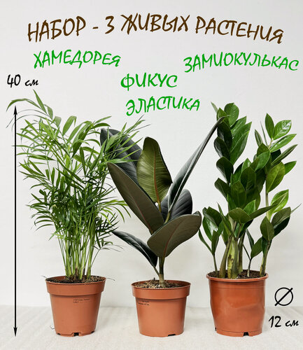 Изображение товара Набор - 3 растения: Хамедорея, Фикус эластика и Замиокулькас, высота 40см