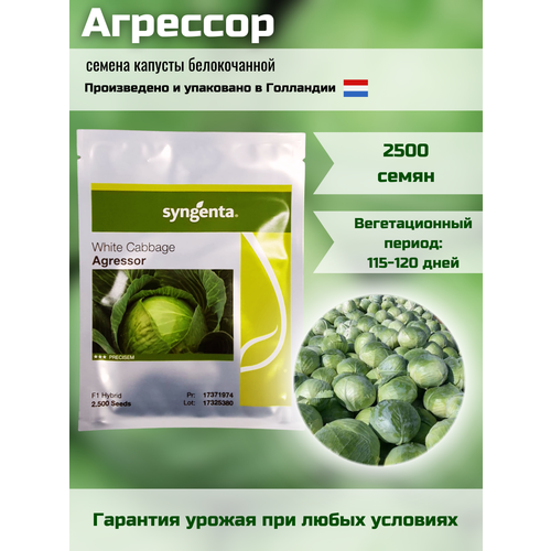 Агрессор F1 - капуста белокочанная, 2500 семян, SYNGENTA/сингента (голландия)
