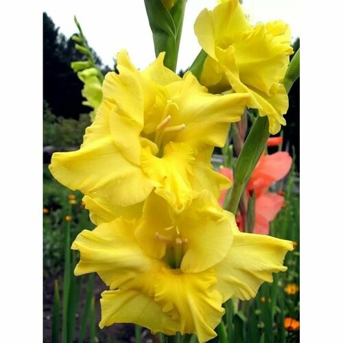 Гладиолус Лимончелло 5 шт 1149₽