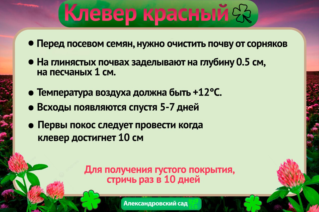 Сидерат семена Клевера красного(лугового), медонос, зеленое удобрение, для газонов и почвоулучшения, пакет 500 г