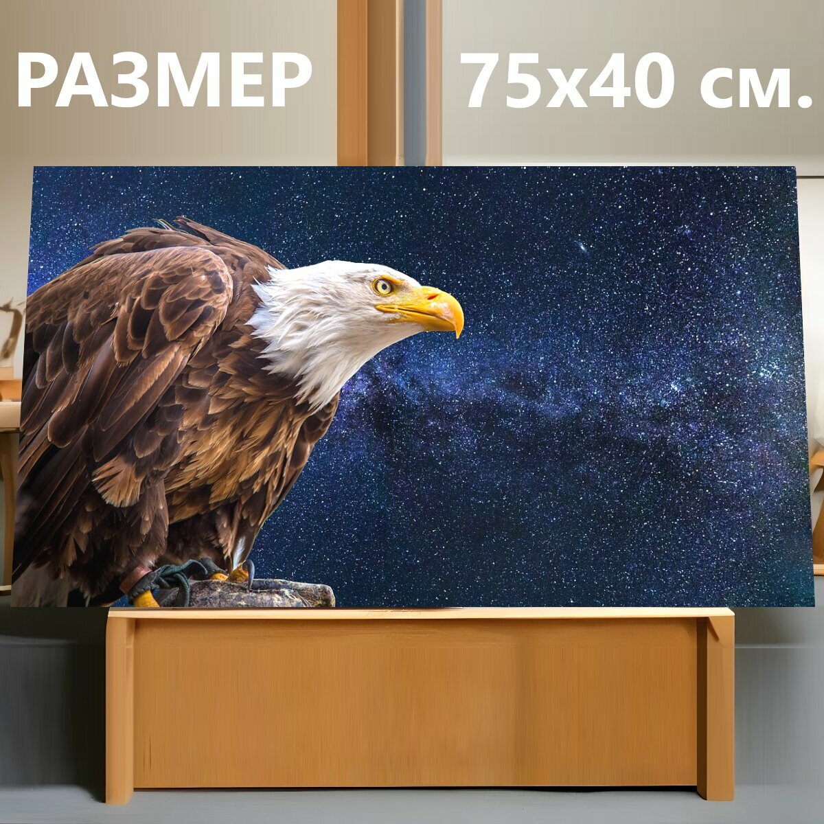 Картина на холсте "Белоголовый орлан, орел, хищник" на подрамнике 75х40 см. для интерьера
