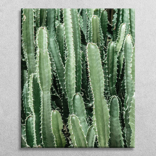 Картина на холсте Postermarket Кактусы 40х50 см