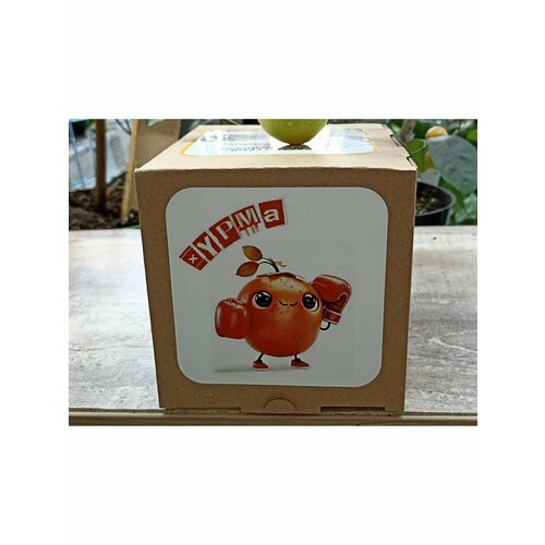 Набор для выращивания 