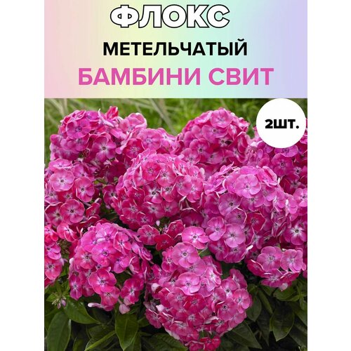Флоксы саженцы, метельчатые, многолетние цветы 2шт.