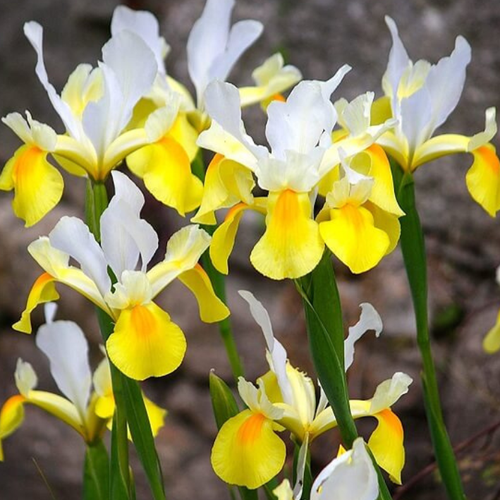 Ирис APOLLO (10 луковиц)