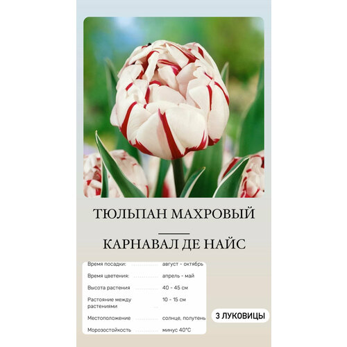 Тюльпан луковицы многолетних цветов