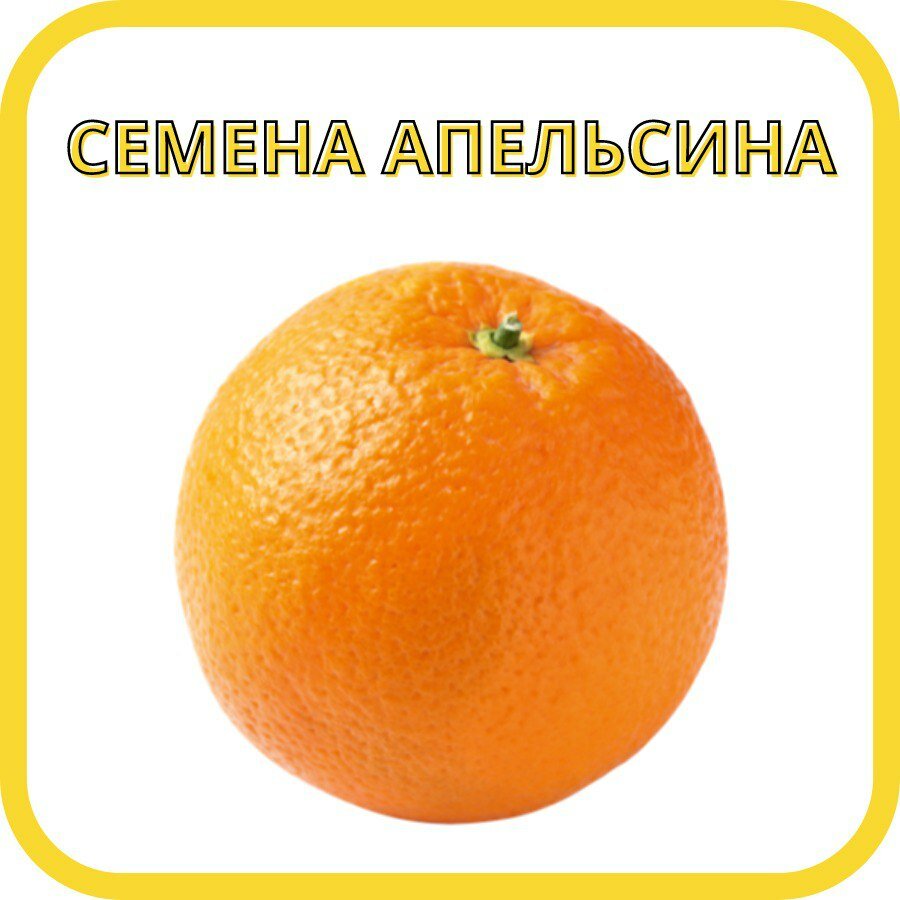 Семена апельсина комнатного