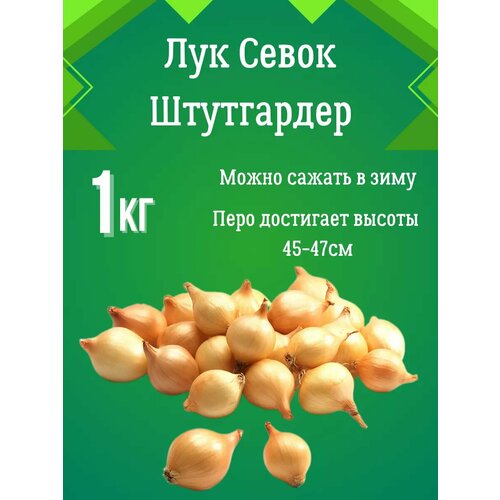 Лук севок Штутгартер Ризен 1 кг 400₽