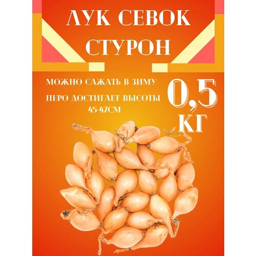 Лук Севок сорт Стурон 400₽