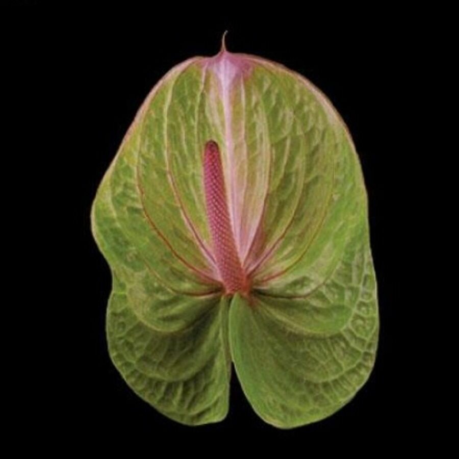 Антуриум Даниэлла Anthurium Danielle семена