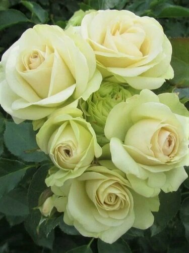 Изображение товара Роза спрей Грин Глоу (Green Glow) / 2 шт, морозостойкий сорт