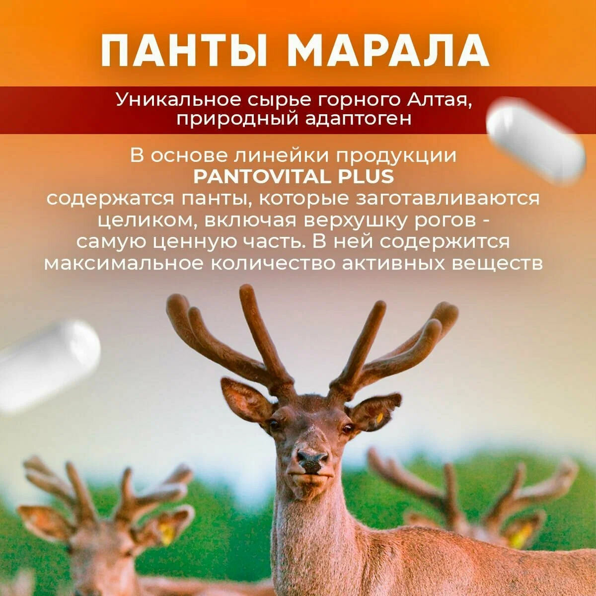 Изображение Пантовитал+ Гриб Рейши, для иммунитета, профилактика ОРВИ и гриппа, антиоксидантная защита, 30 капс.