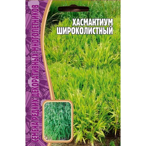 Хасмантиум Широколистный, 25 шт.