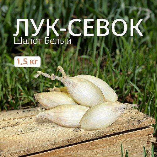 Лук севок Шалот белый 1,5 кг