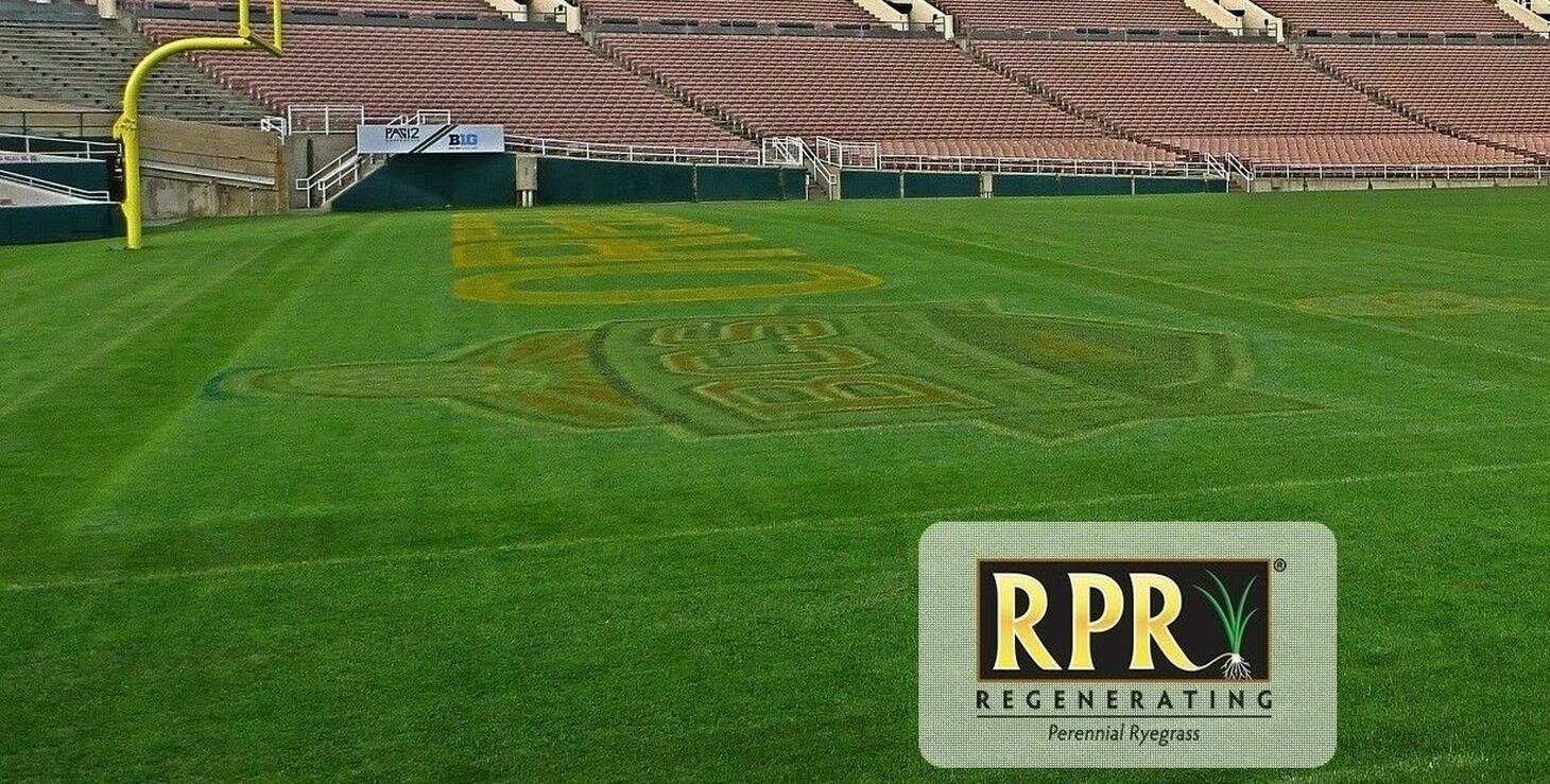 Семена газонной травы Barenbrug Райграс пастбищный ползучий RPR  15 кг